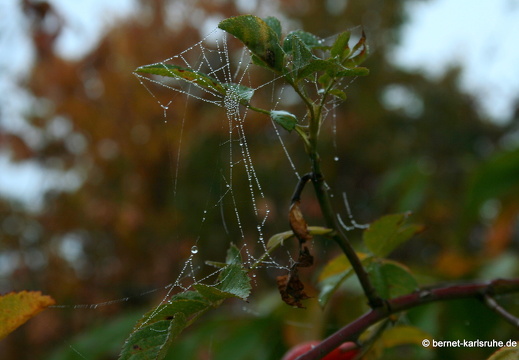 08-10-12-herbstimpressionen 086