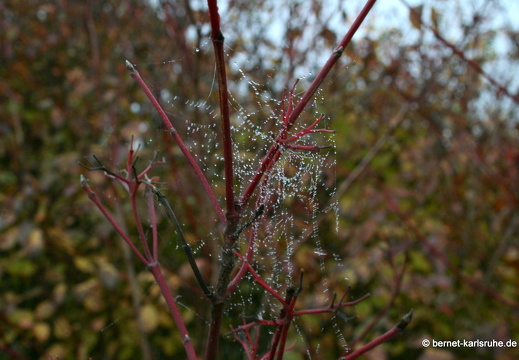 08-10-12-herbstimpressionen 090