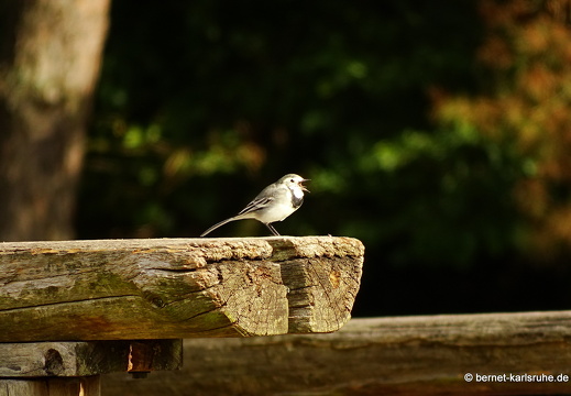 14-09-29-silz-damwild-063