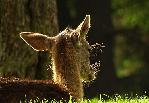 14-09-29-silz-damwild-093