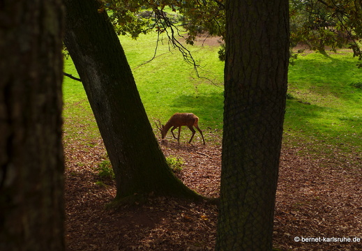 14-09-29-silz-rotwild-108