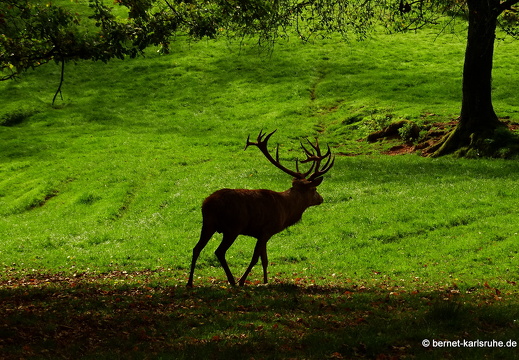 14-09-29-silz-rotwild-124