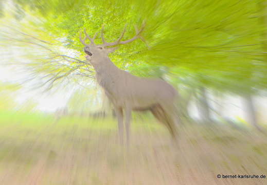 14-09-29-silz-rotwild-168