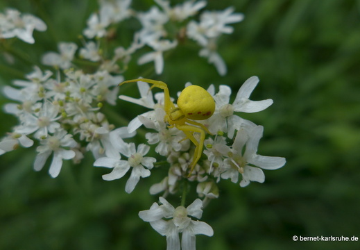 14-08-02-kandel-abtswaldaecker-004