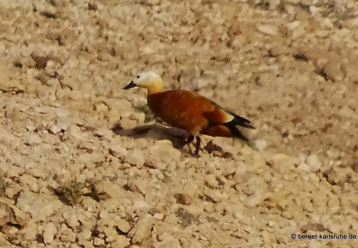 24-01-28-arinaga-rostgans-006