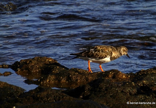 24-01-27-arinaga-steinwaelzer-001