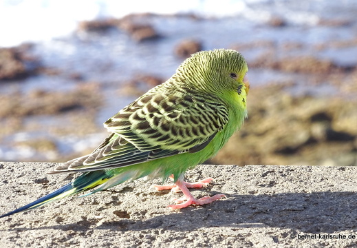 24-01-27-arinaga-002