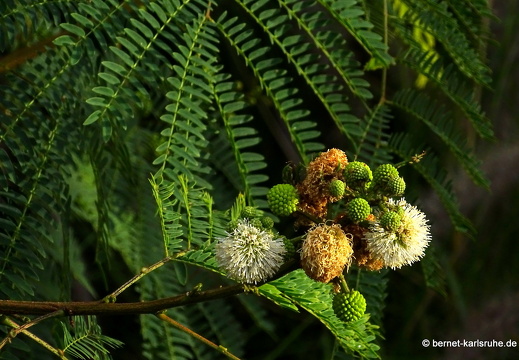 24-01-18-arinaga-weisskopfmimose-004