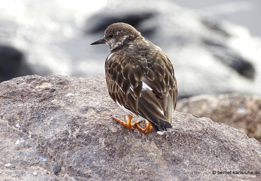 24-01-14-Arinaga-steinwaelzer-001