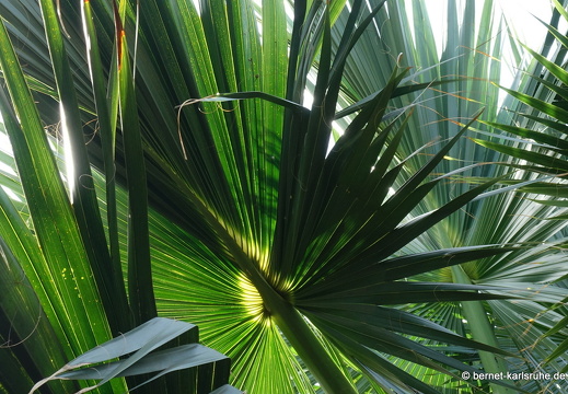 24-01-29-maspalomas-103