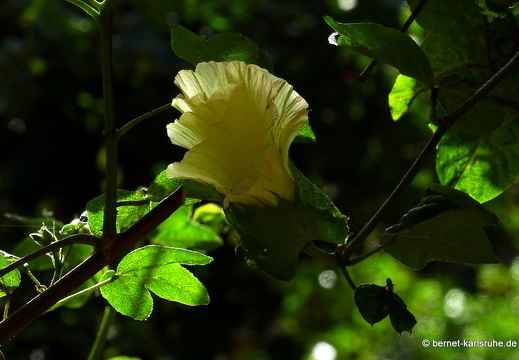 24-01-29-maspalomas-097