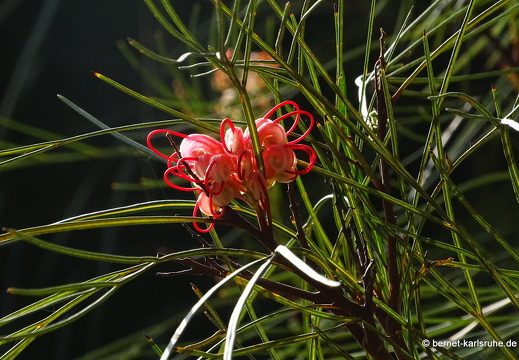 24-01-29-maspalomas-Grevillea thelemanniana-022
