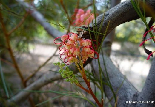 24-01-29-maspalomas-Grevillea thelemanniana-018