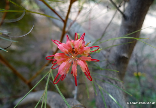 24-01-29-maspalomas-Grevillea thelemanniana-010
