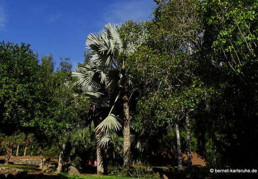 24-01-25-maspalomas-botanischer garten -193