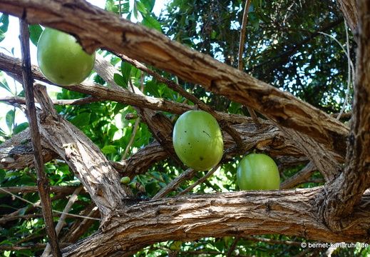 24-01-25-maspalomas-botanischer garten -168