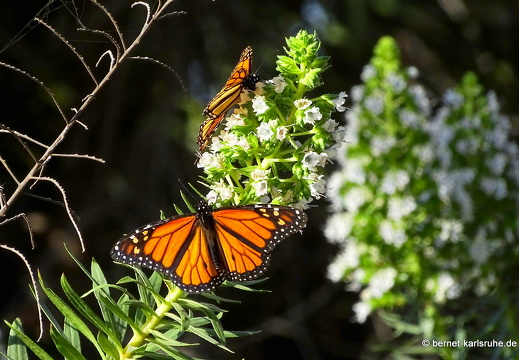 24-01-25-maspalomas-botanischer garten -135