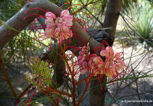 24-01-25-maspalomas-botanischer garten -Grevillea thelemanniana-