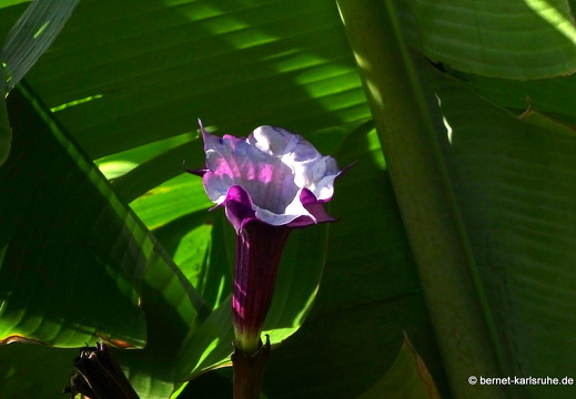 24-01-25-maspalomas-botanischer garten -stechling-002