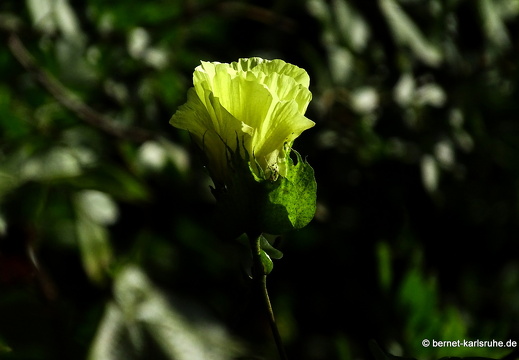 24-01-25-maspalomas-botanischer garten -131