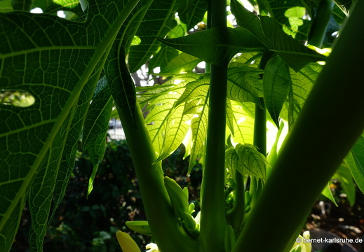 24-01-25-maspalomas-botanischer garten -081