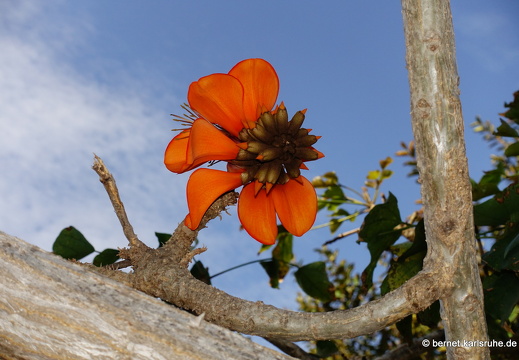 24-01-25-maspalomas-botanischer garten -bluete-korallenbaum-