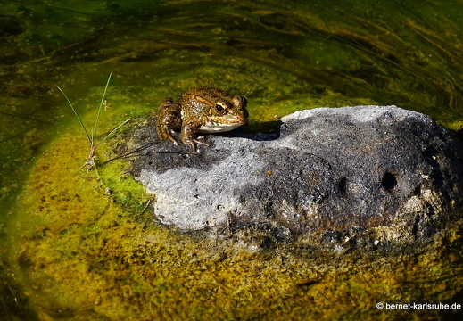 24-01-20-maspalomas-Tony Gallardo Park-035