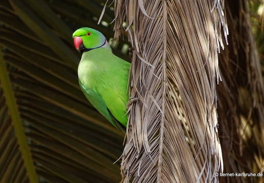 24-01-20-maspalomas-Tony Gallardo Park-sittich-003