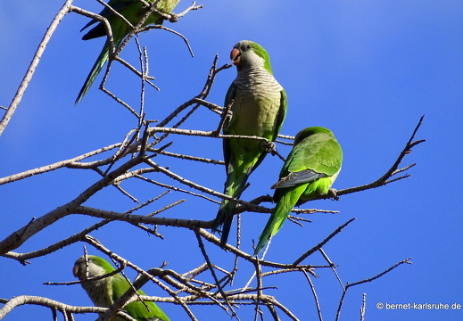 Maspalomas