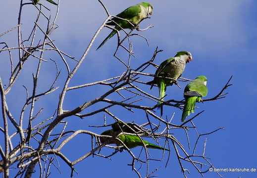 24-01-20-maspalomas-Tony Gallardo Park-sittich-001