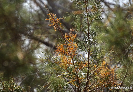 24-01-20-maspalomas-Tony Gallardo Park-007