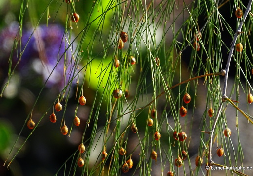 24-01-20-maspalomas-Tony Gallardo Park-001