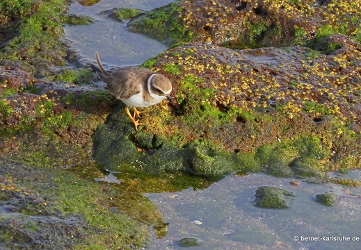 24-01-24-arinaga-vogel-sandregenpfeifer-