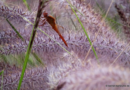 24-01-24-arinag-barranco de balos-003