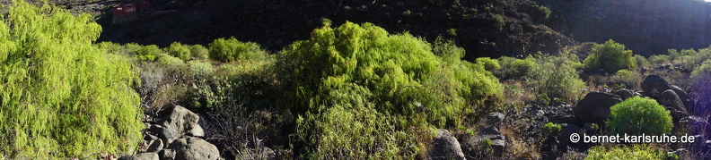 24-03-07-agueimes-barranco de guayadece-043.jpg