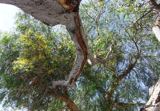 24-03-04-santa lucia-210