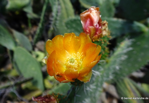 24-03-04-santa lucia-kaktusbluete-005