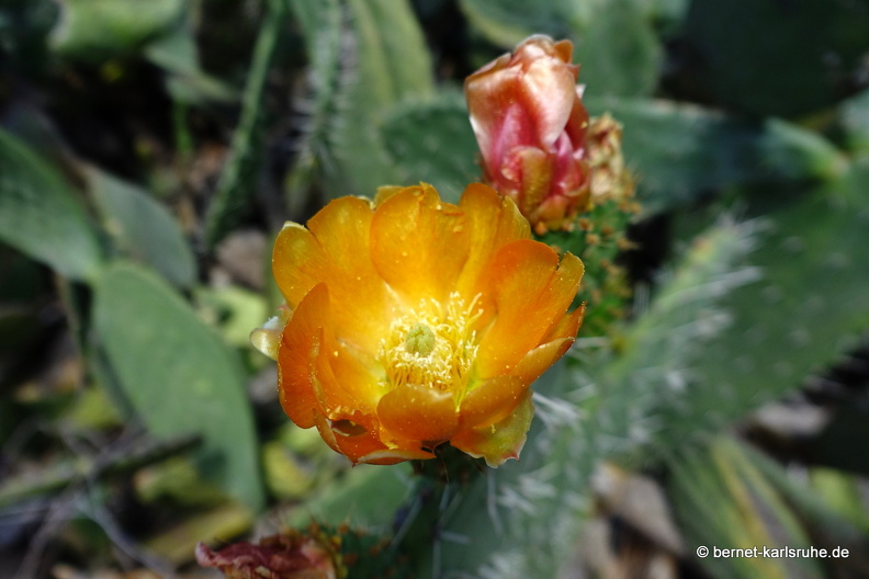 24-03-04-santa lucia-kaktusbluete-005.jpg