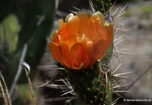 24-03-04-santa lucia-kaktusbluete-004