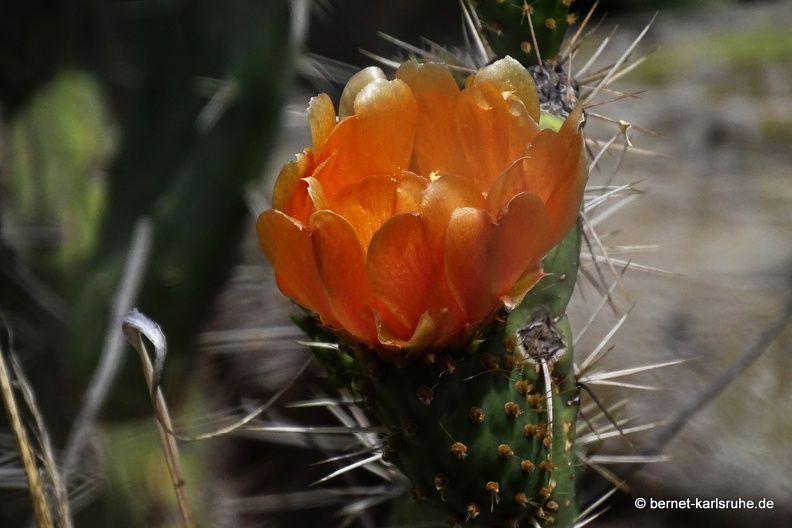 24-03-04-santa lucia-kaktusbluete-004.jpg