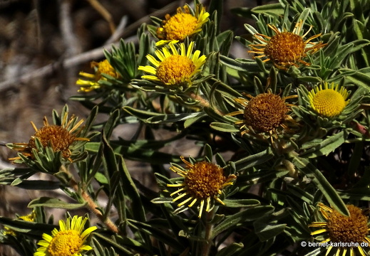 24-03-04-santa lucia-mirador de las tederas-034