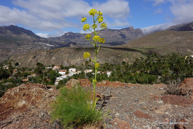 24-03-04-santa lucia-mirador de las tederas-wilder fenchel-001.jpg