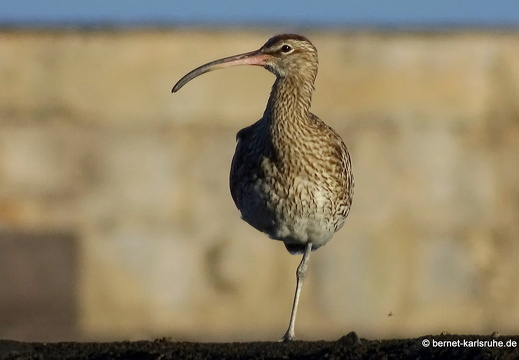 22-11-26-pdlc-muelle-regenbrachvogel-021