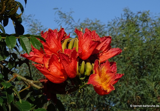 22-12-01-sankt ursula-la quinta-tulpenbaum-013
