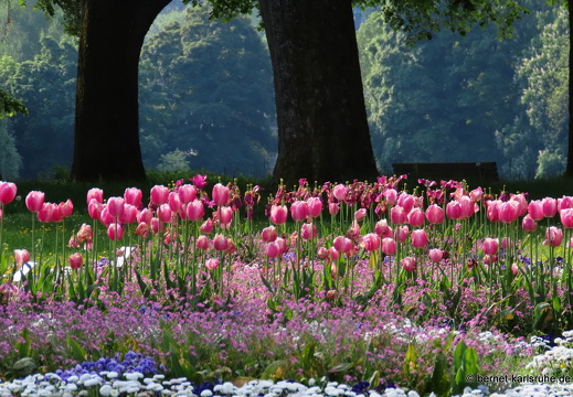 Baden-Baden, Rosenneuheitengarten