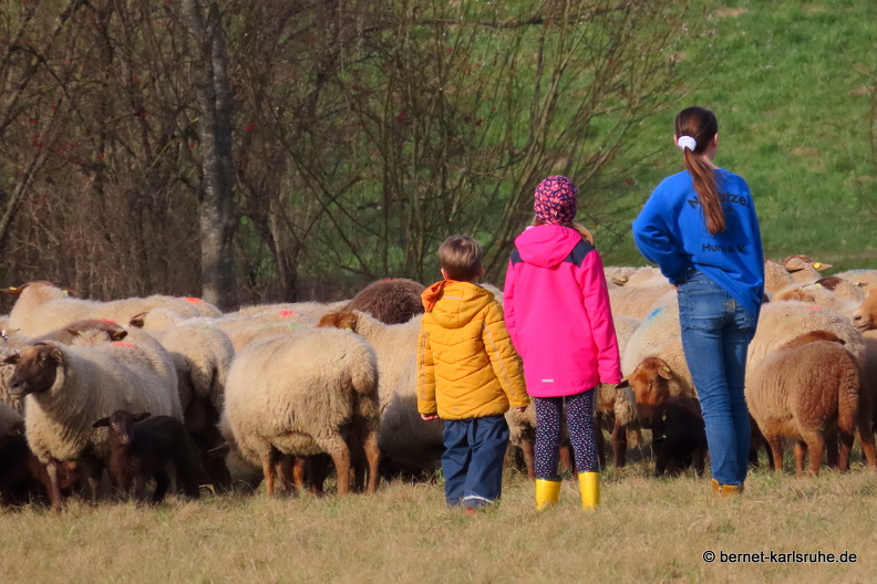 22-02-12-alteb3-schafherde-.2022 14-28-59.JPG