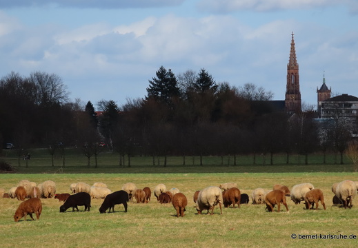 22-02-19-friedensstrasse-schafsweide-002
