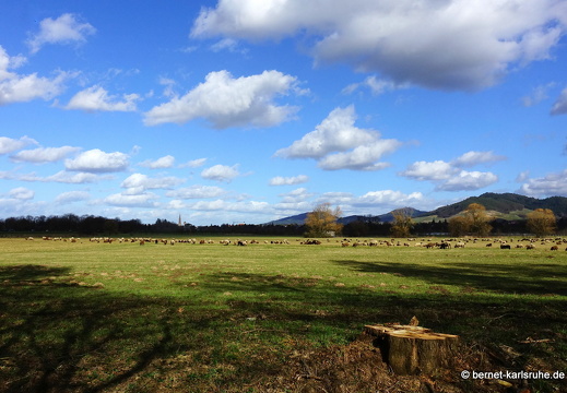 22-02-19-friedensstrasse-schafsweide-003