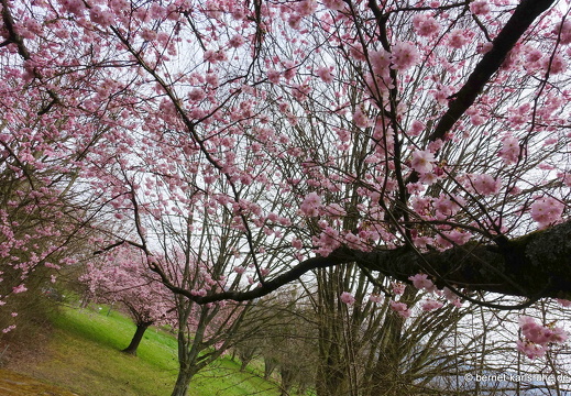 22-03-18-rittersbach-krankenhaus-zierkirsche-021