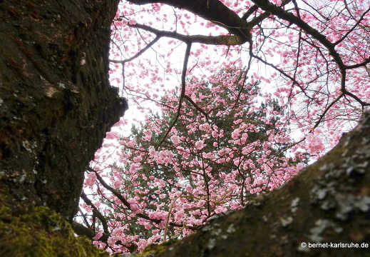 22-03-18-rittersbach-krankenhaus-zierkirsche-022